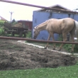 M�sto kon� tady p�ipom�n�m pras�tko =D